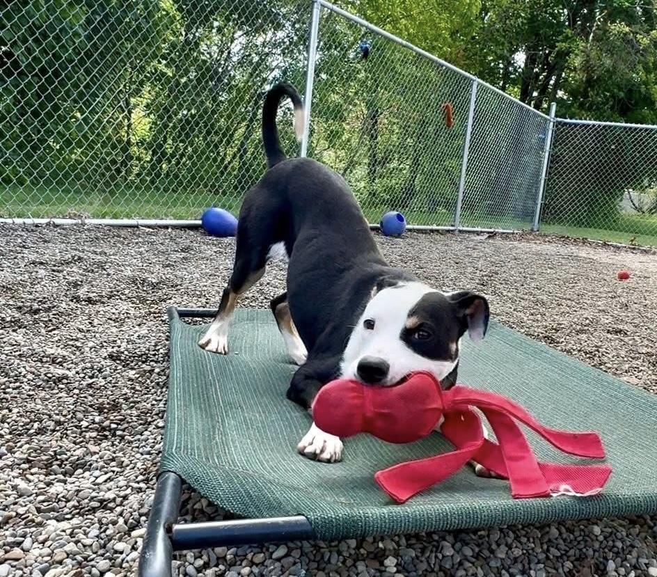 Tyrone  AVAILABLE , ADOPTABLE, Young Male Hound.