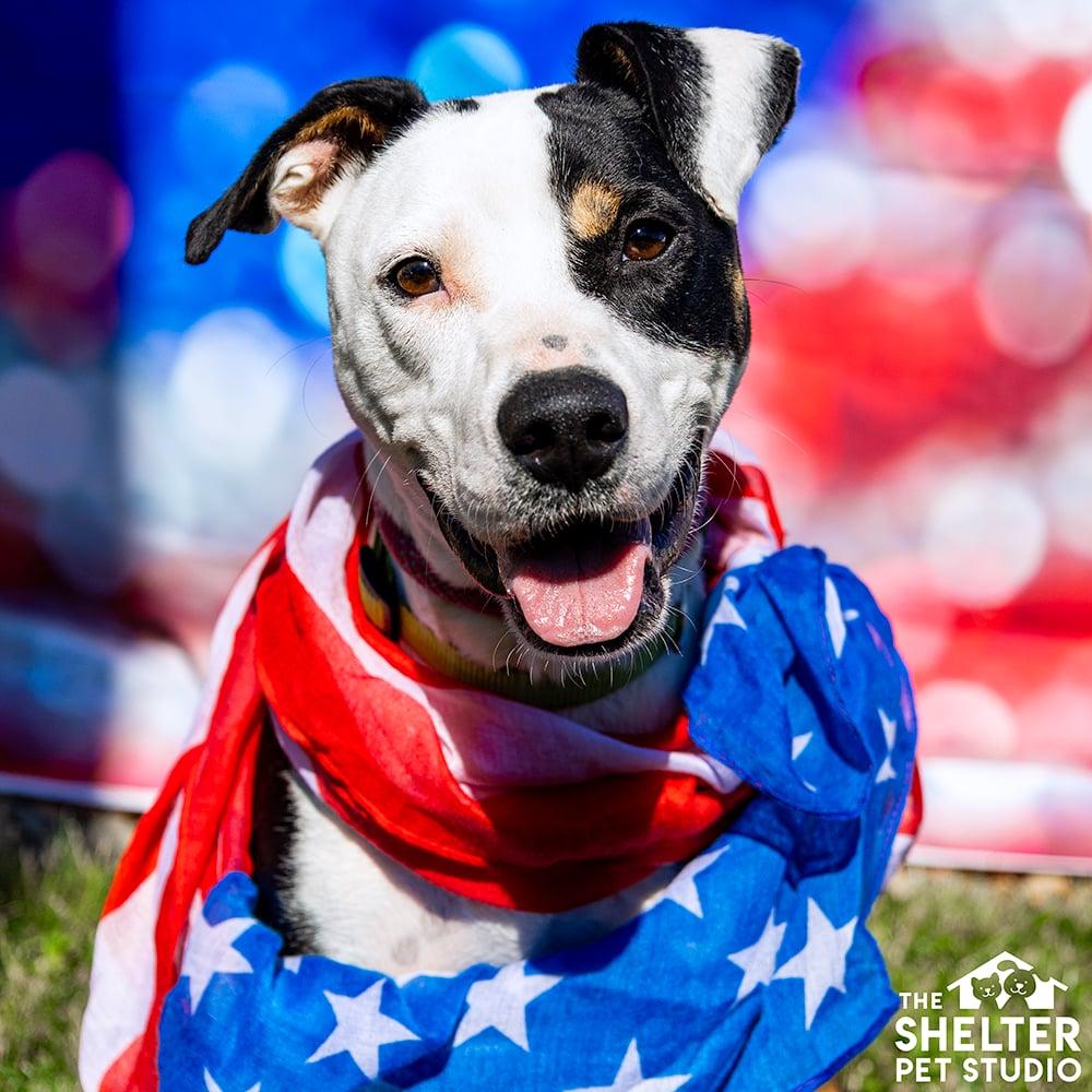 Tyrone  AVAILABLE , ADOPTABLE, Young Male Hound.