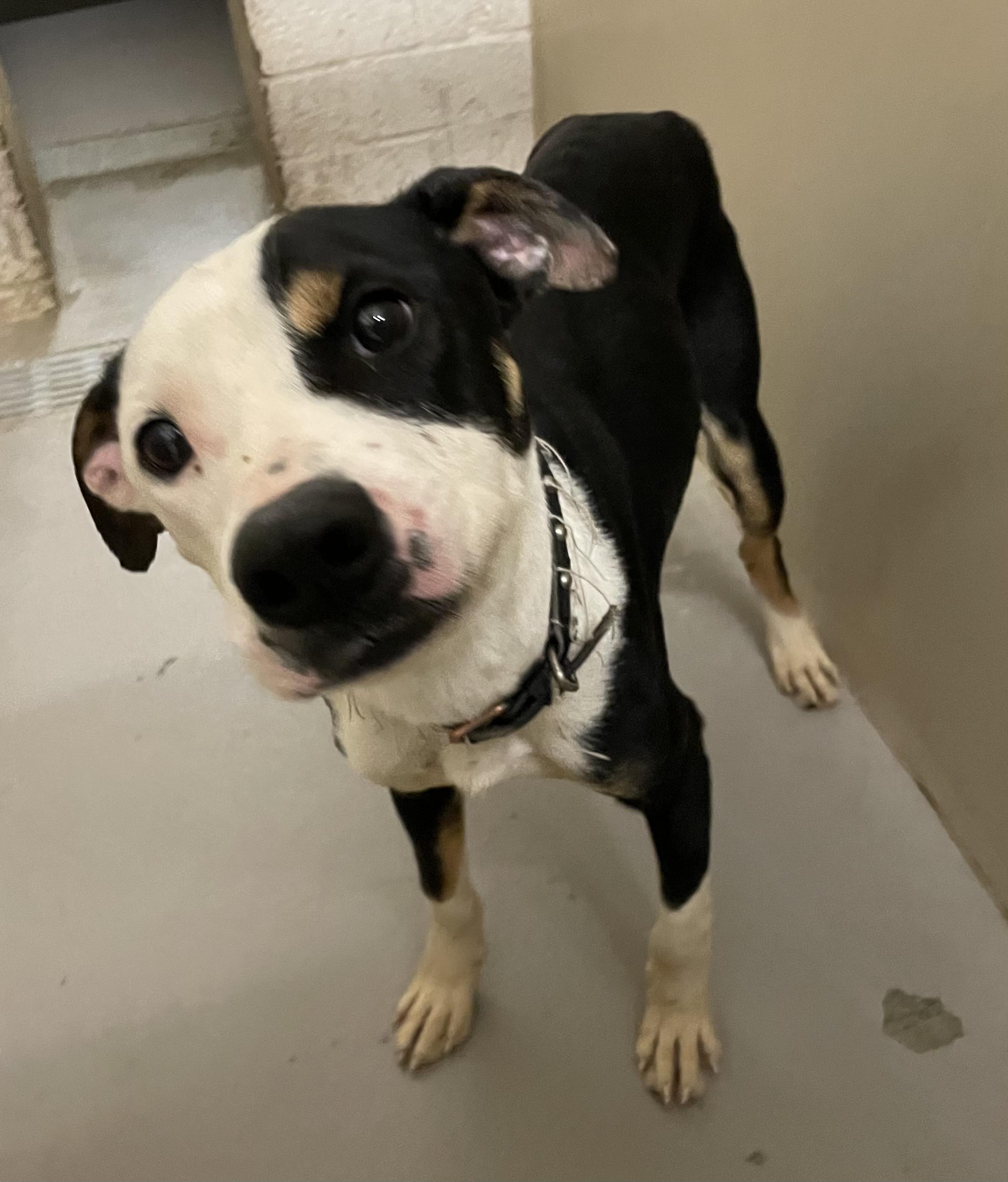 Enlarge Tyrone  AVAILABLE , a ADOPTABLE mixed breed in Canton, OH image 2/3