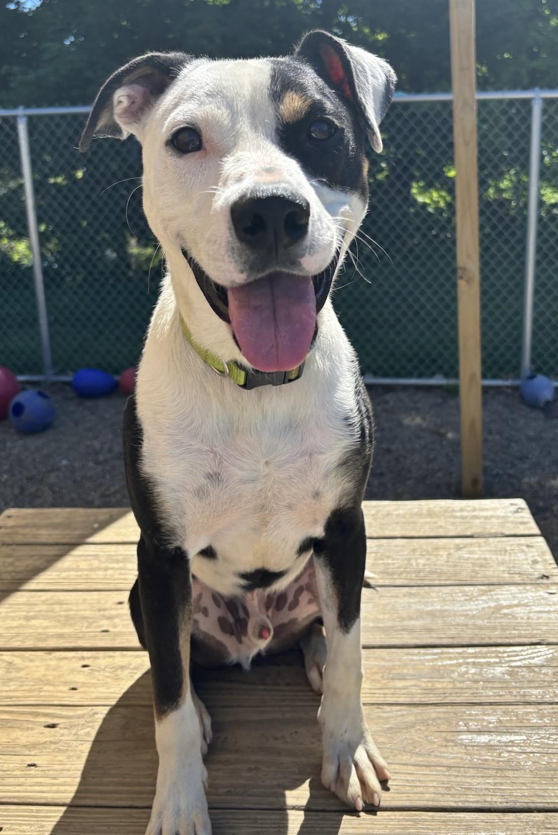Enlarge Tyrone  AVAILABLE , a ADOPTABLE mixed breed in Canton, OH image 1/6