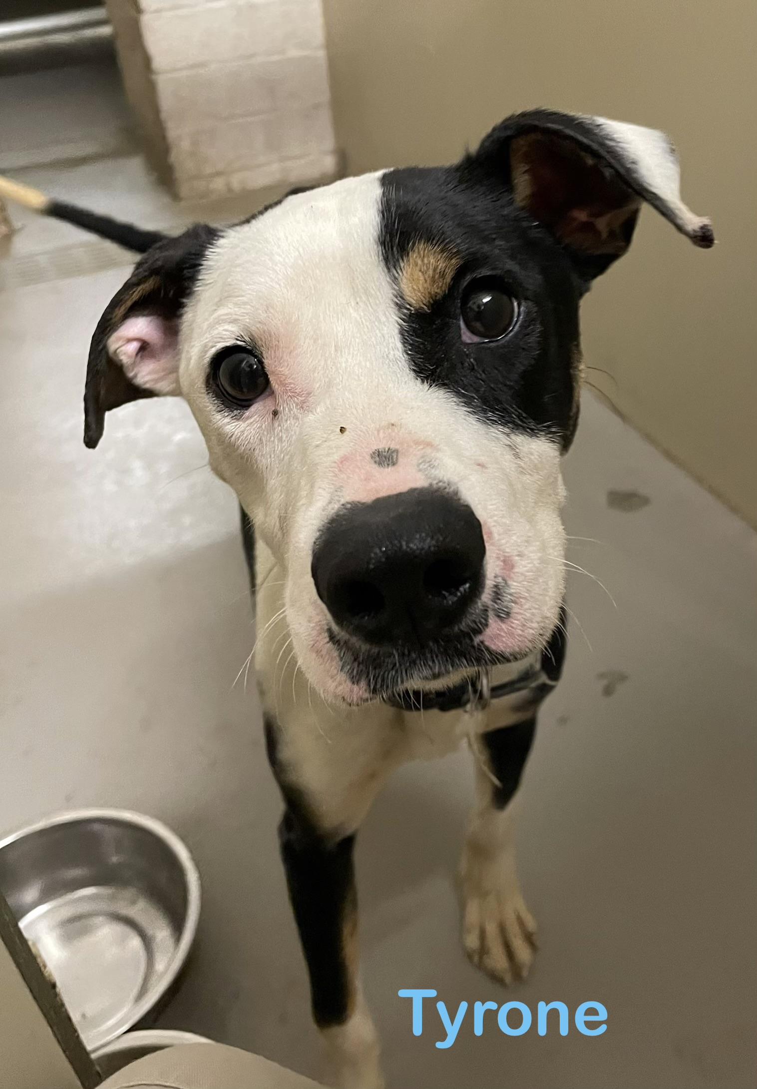 Enlarge Tyrone  AVAILABLE , a ADOPTABLE mixed breed in Canton, OH image 1/3