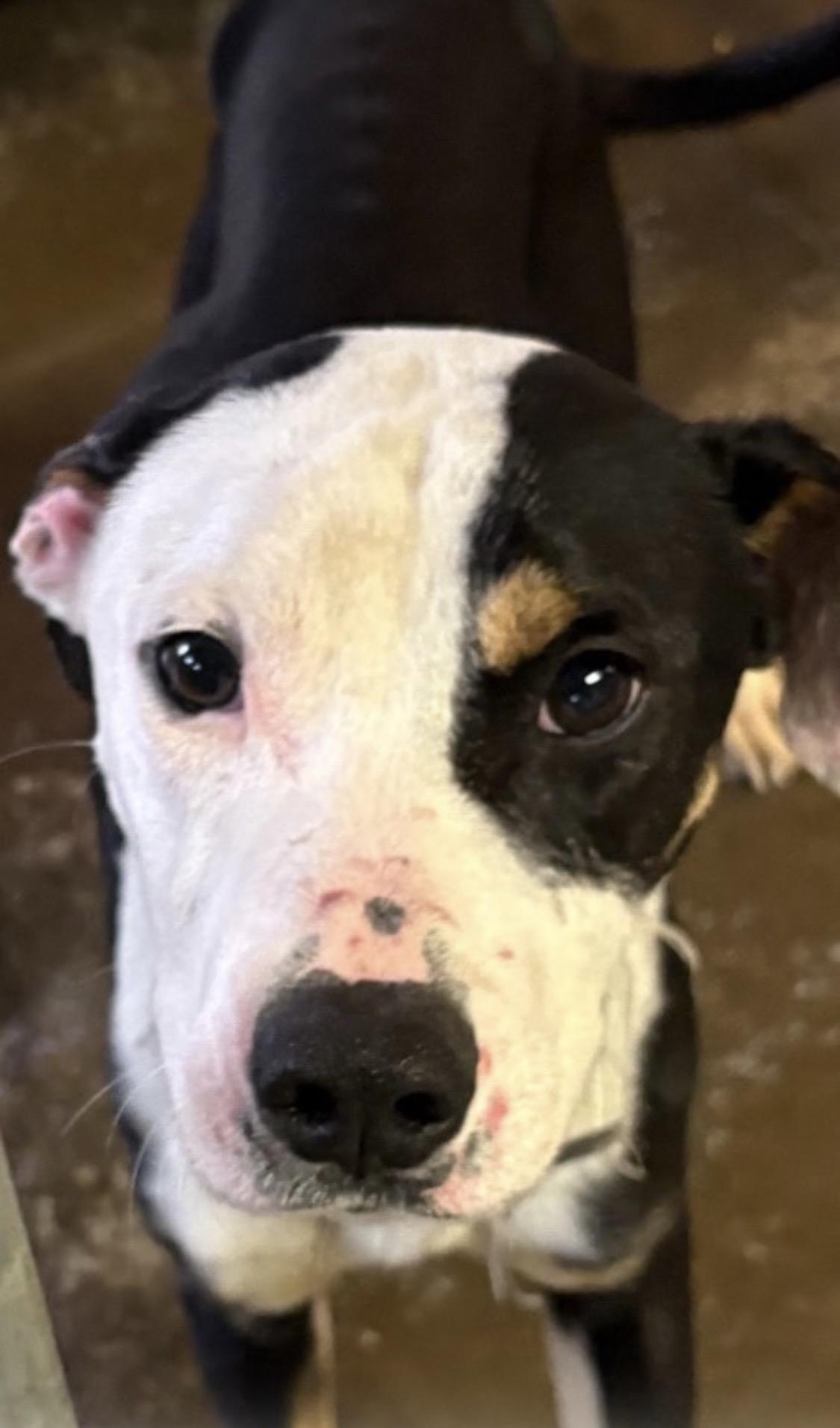 Enlarge Tyrone  AVAILABLE , a ADOPTABLE mixed breed in Canton, OH image 3/3