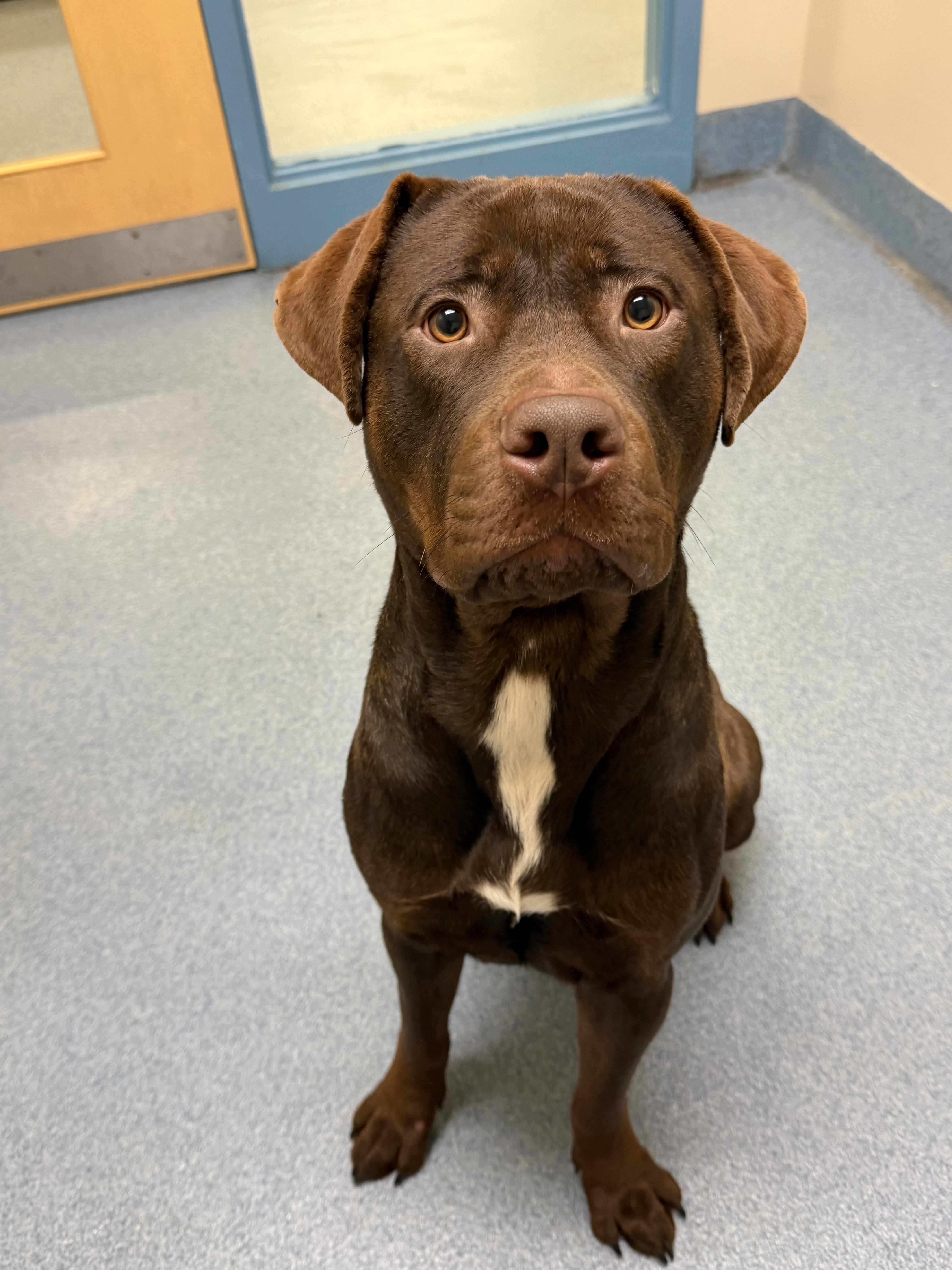 Anakin, ADOPTABLE, Adult Male Pit Bull Terrier.