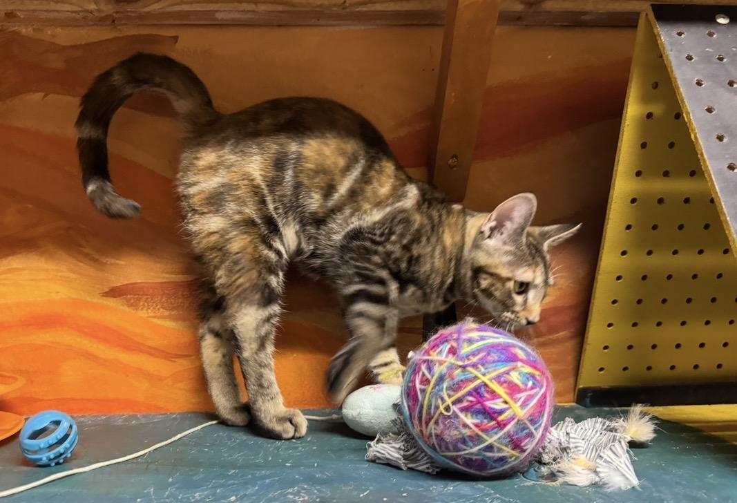 Enlarge Peach, a Adoptable Domestic Short Hair in Williamsburg, NM image 4/6