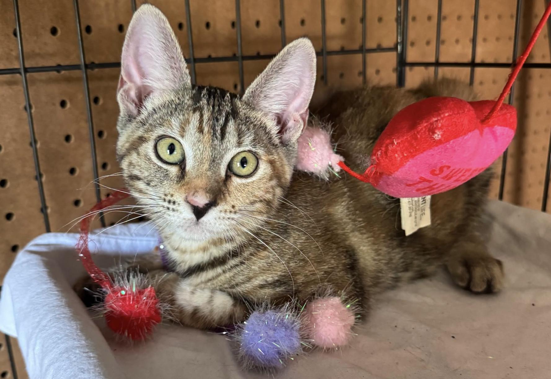 Peach, Adoptable, Kitten Female Domestic Short Hair.