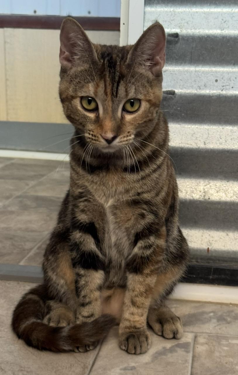 Enlarge Peach, a Adoptable Domestic Short Hair in Williamsburg, NM image 5/6