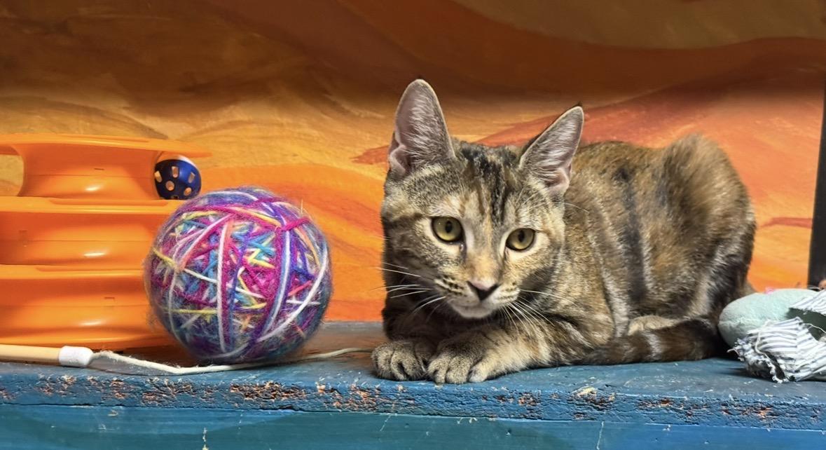 Enlarge Peach, a Adoptable Domestic Short Hair in Williamsburg, NM image 2/6
