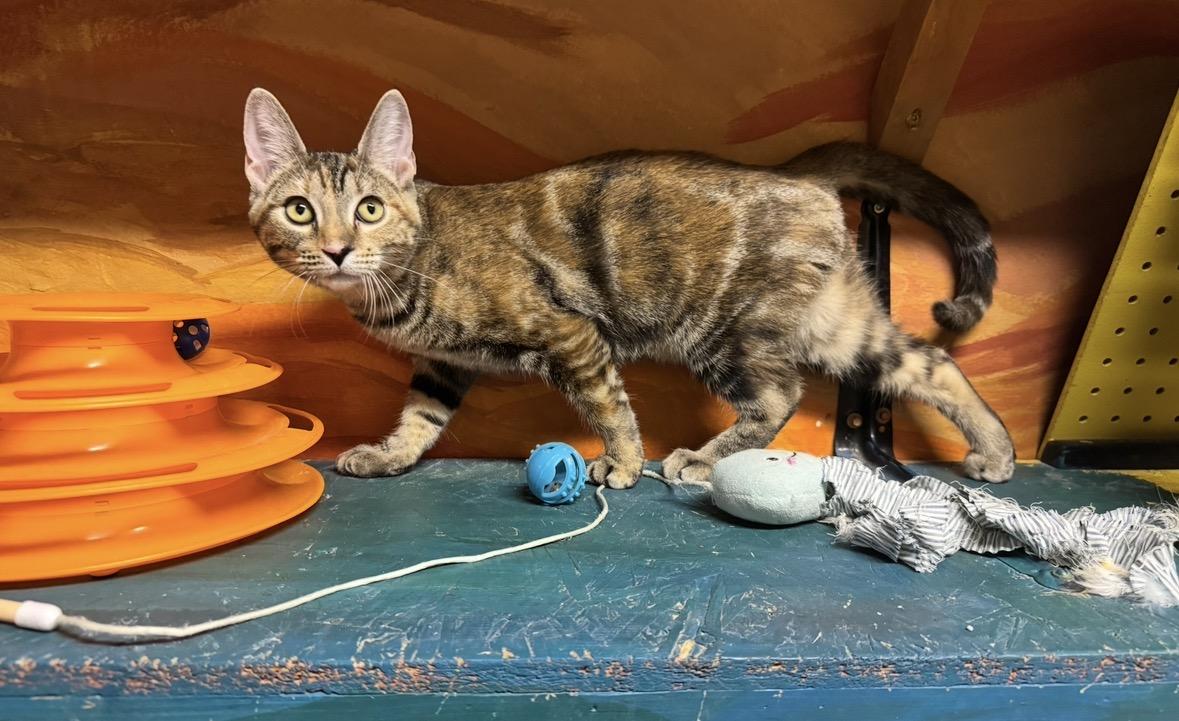Enlarge Peach, a Adoptable Domestic Short Hair in Williamsburg, NM image 6/6