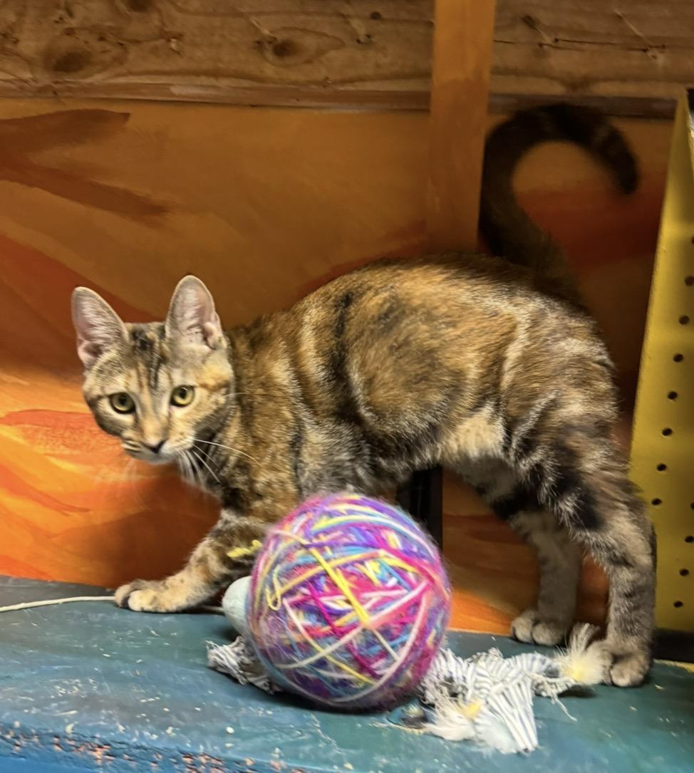 Enlarge Peach, a Adoptable Domestic Short Hair in Williamsburg, NM image 3/6