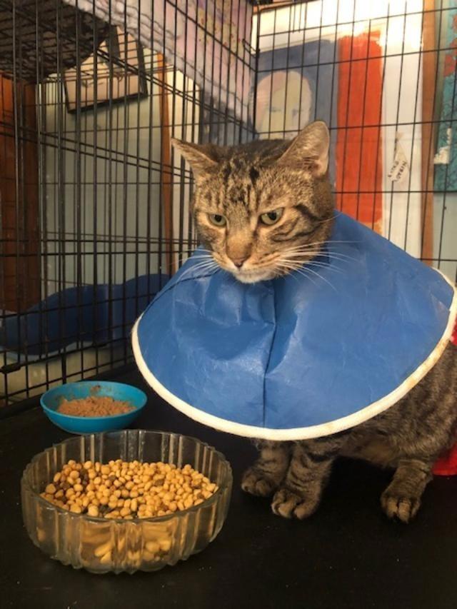 Maple 2 (FIV+), Adoptable, Senior Male Domestic Short Hair.
