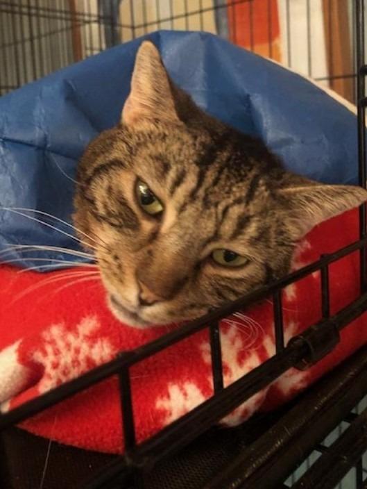 Enlarge Maple 2 (FIV+), a Adoptable mixed breed in Pittsboro, NC image 2/4
