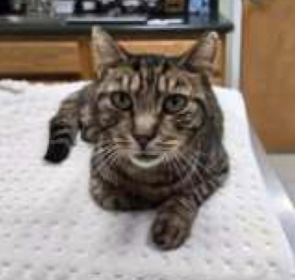 Enlarge Maple 2 (FIV+), a Adoptable mixed breed in Pittsboro, NC image 3/4