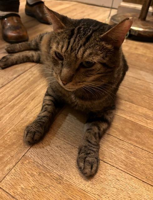Enlarge Maple 2 (FIV+), a Adoptable mixed breed in Pittsboro, NC image 4/4