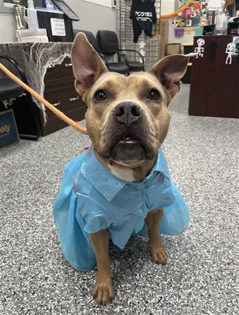 BIG MOMMA, Adoptable, Young Female Staffordshire Bull Terrier.