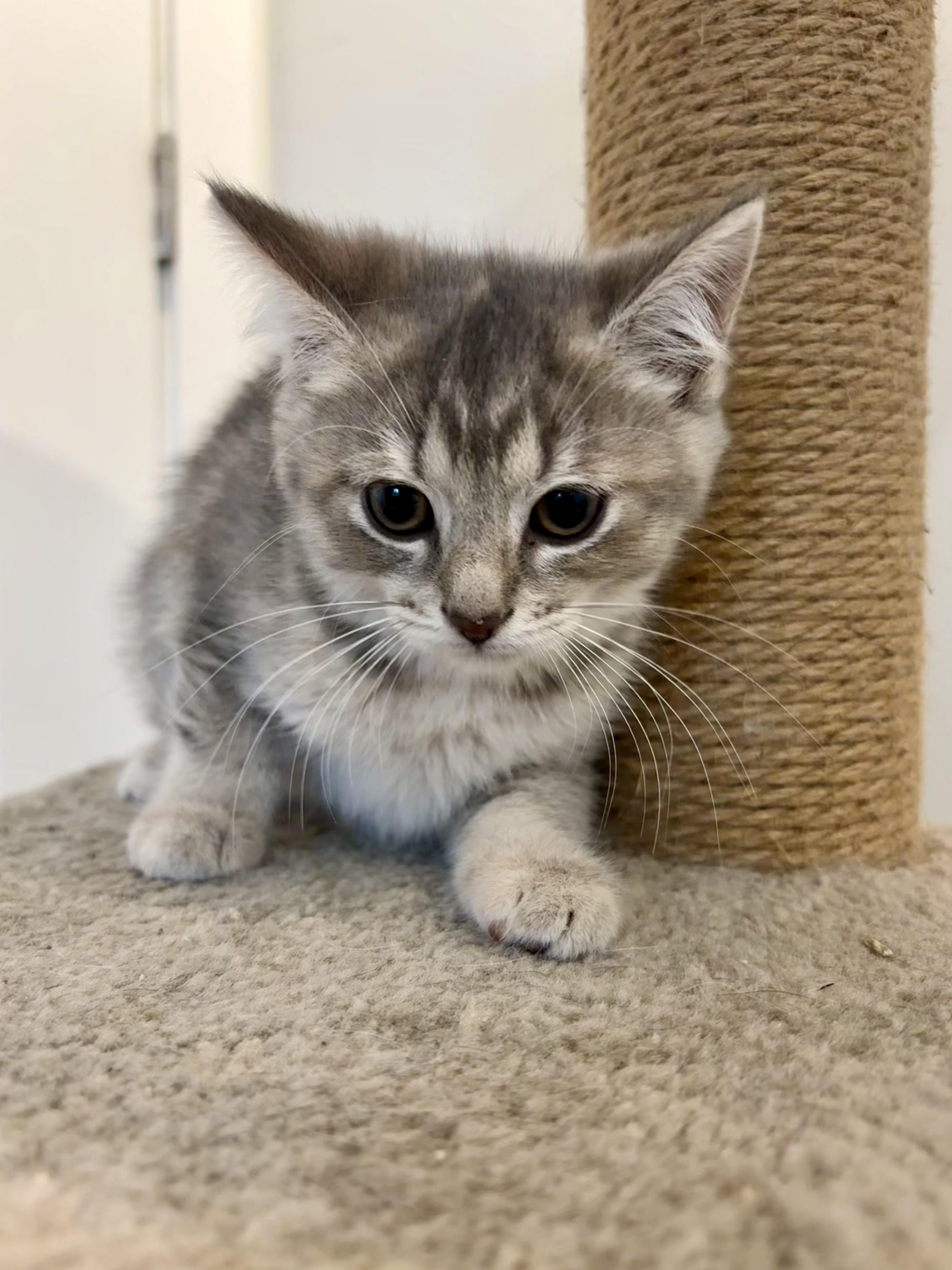 Enlarge Naya, a Adopted Domestic Short Hair in Wakefield, QC image 2/4