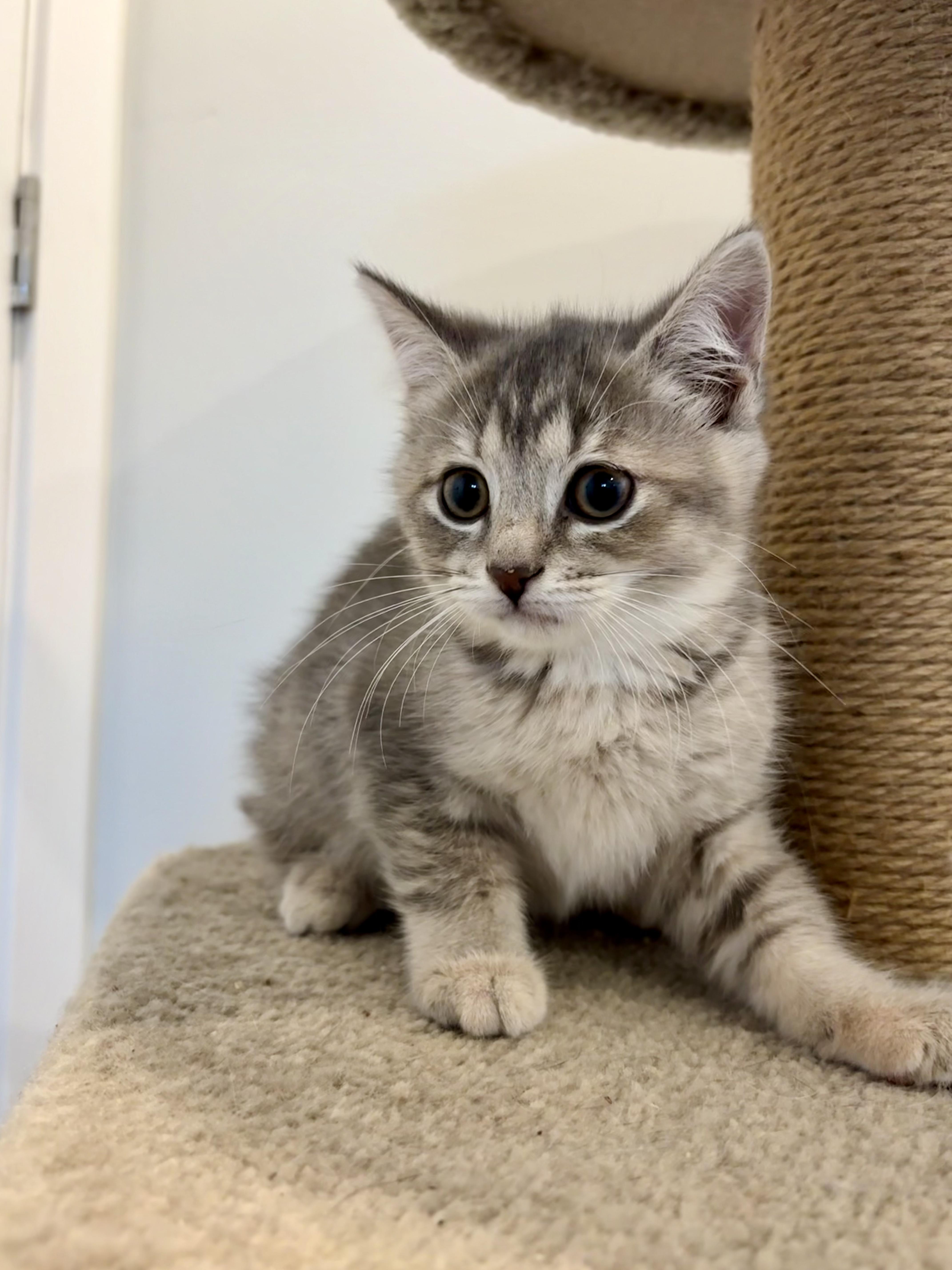 Enlarge Naya, a Adopted Domestic Short Hair in Wakefield, QC image 1/4