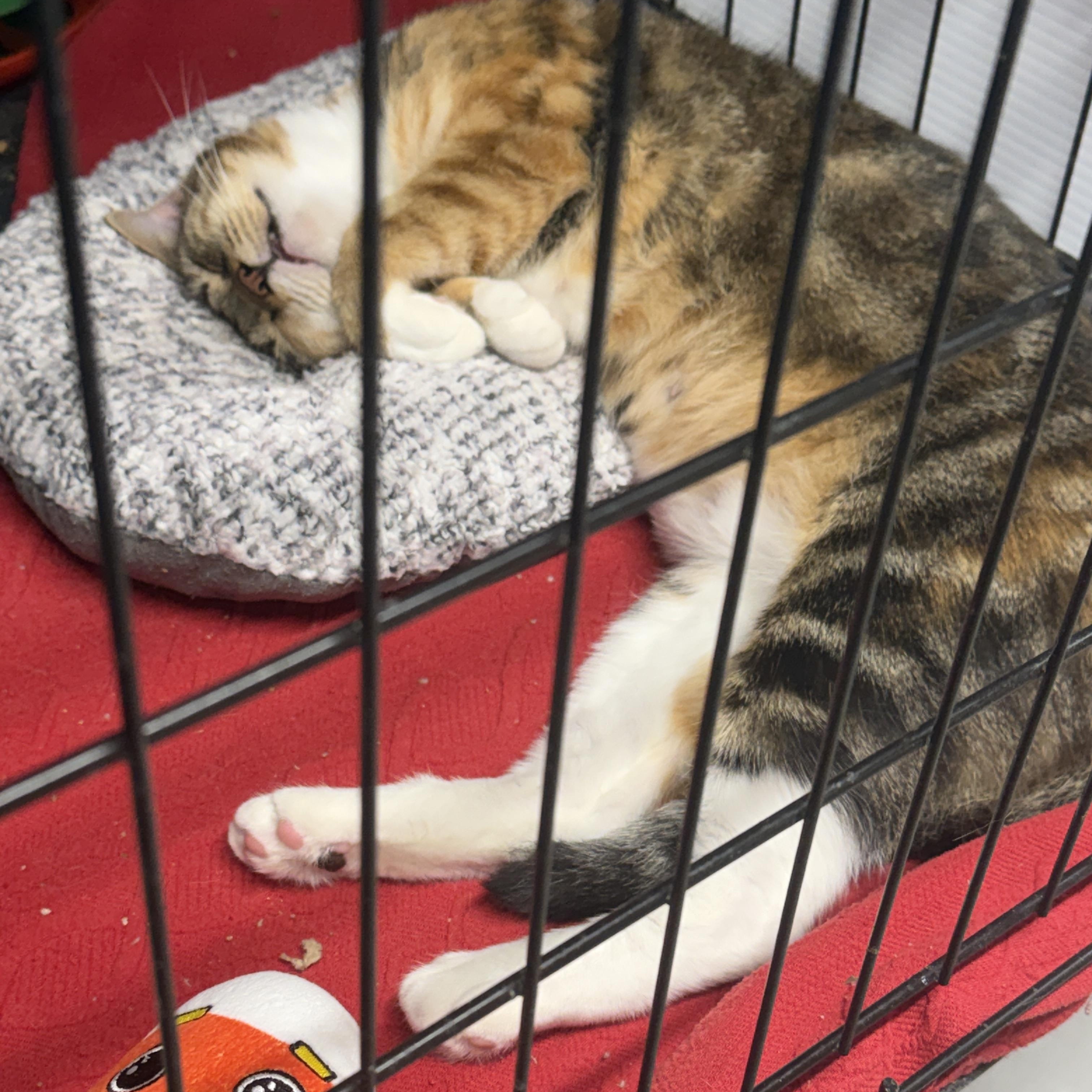 Gale, Adoptable, Adult Female Calico.