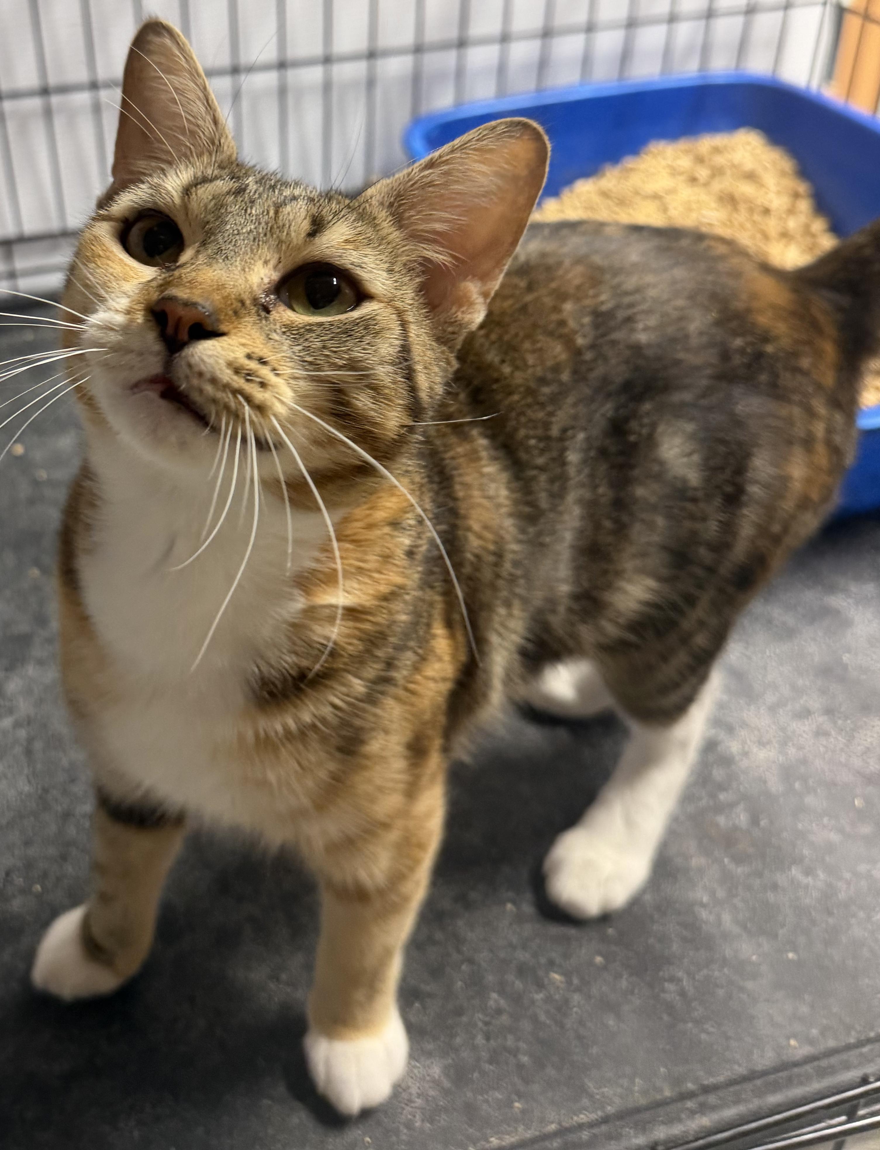 Enlarge Gale, a Adoptable Calico in Mears, MI image 2/2