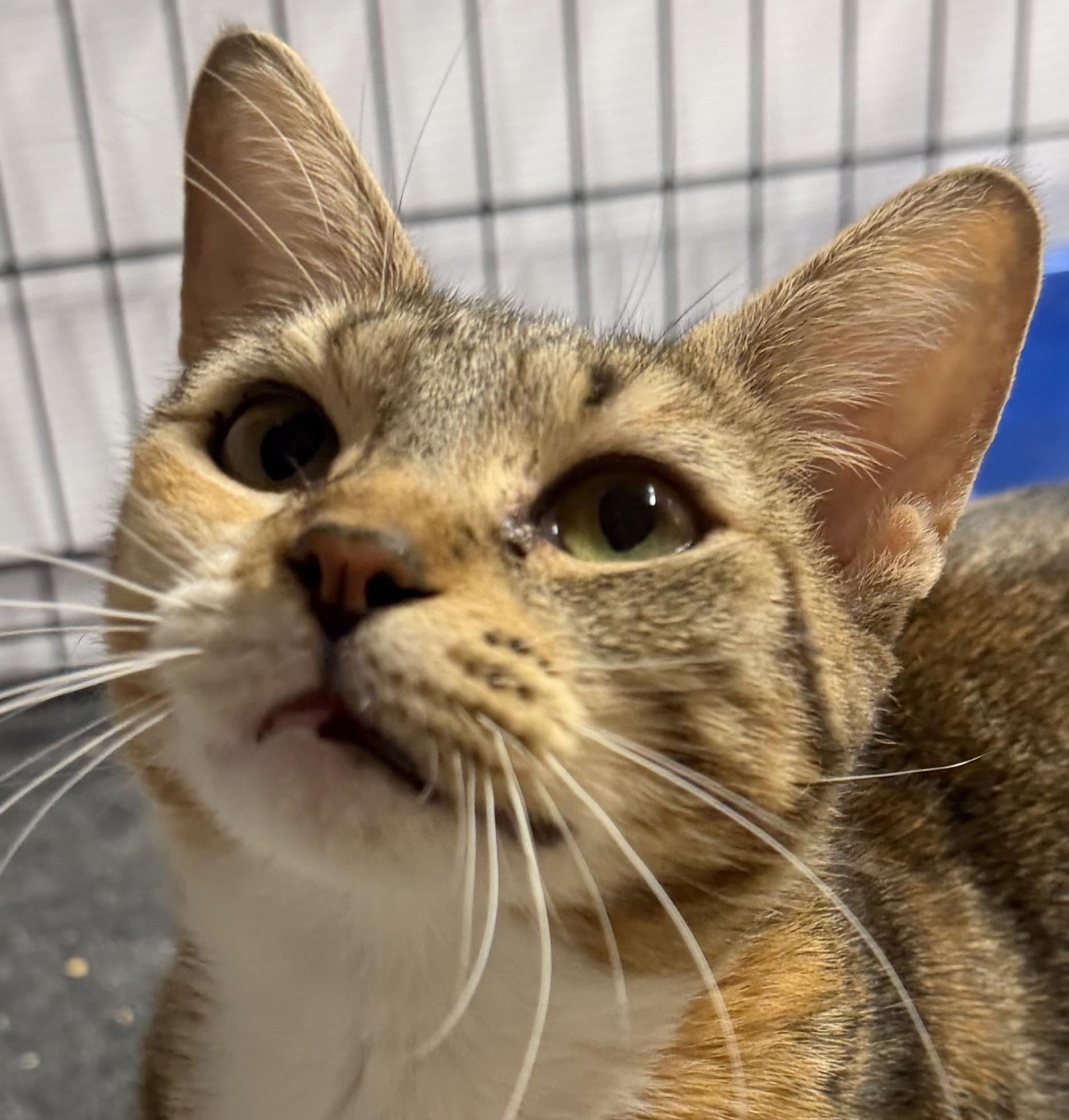 Gale, Adoptable, Adult Female Calico.