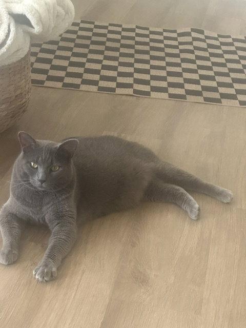 KIBBLES, a Adoptable Domestic Short Hair in Northfield, OH image 1/3