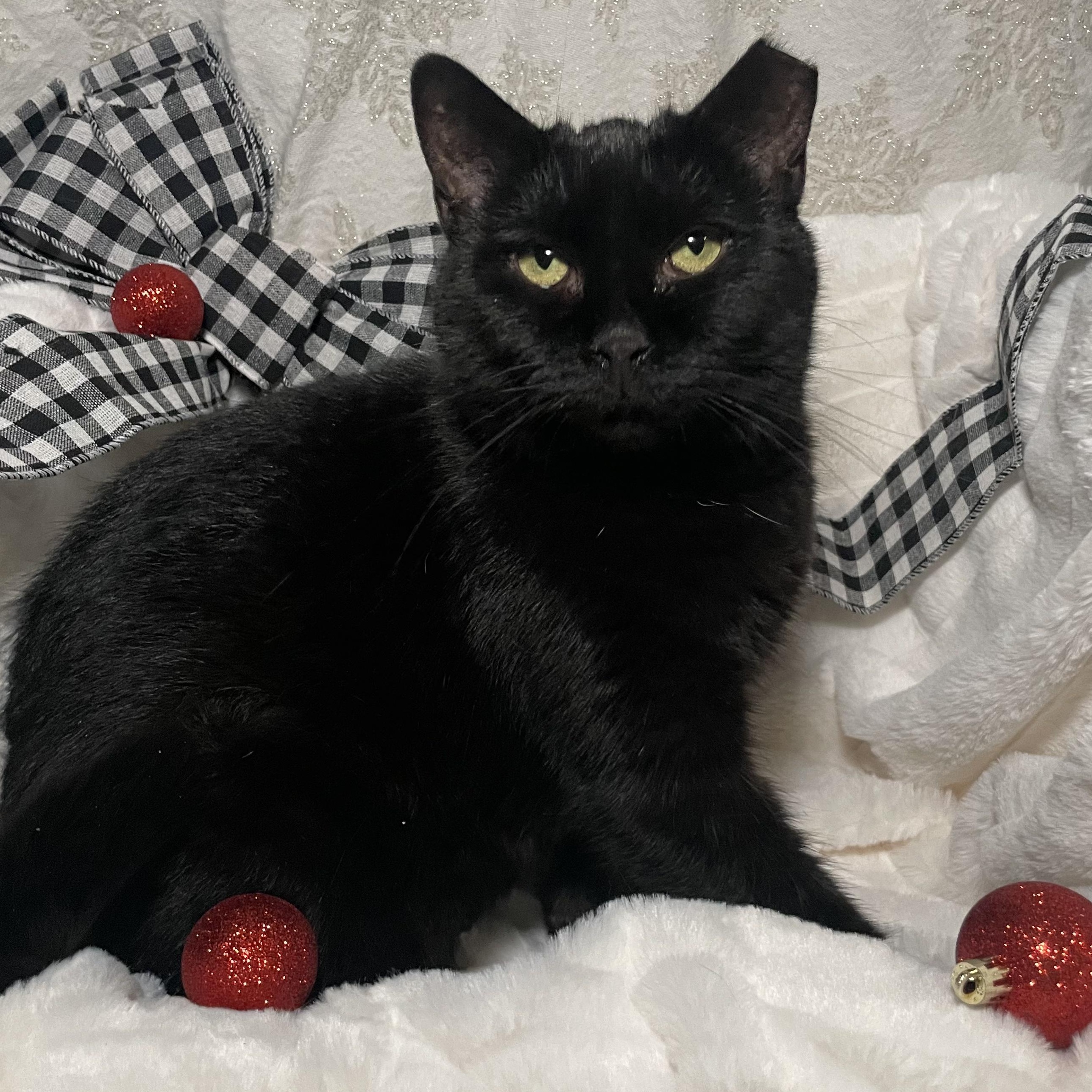 Pets for adoption from Feline Number Nine | Petfinder
