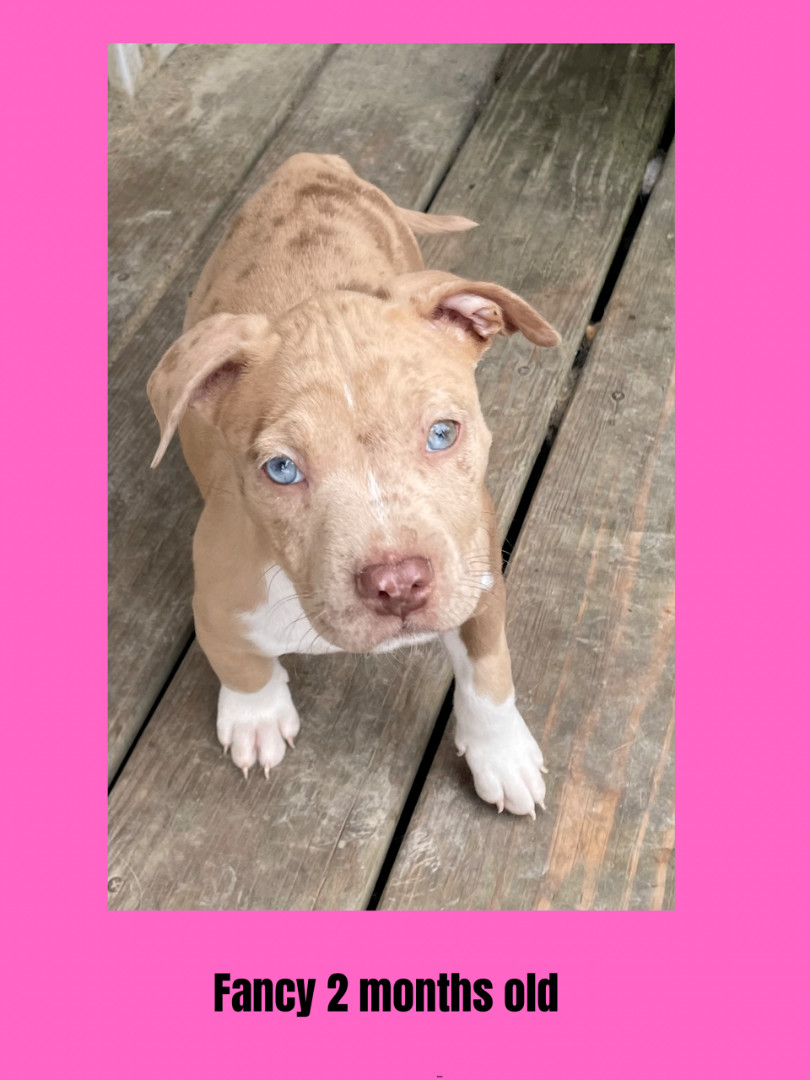 Koda, an adoptable Mixed Breed in Ravenna, OH, 44266 | Photo Image 2