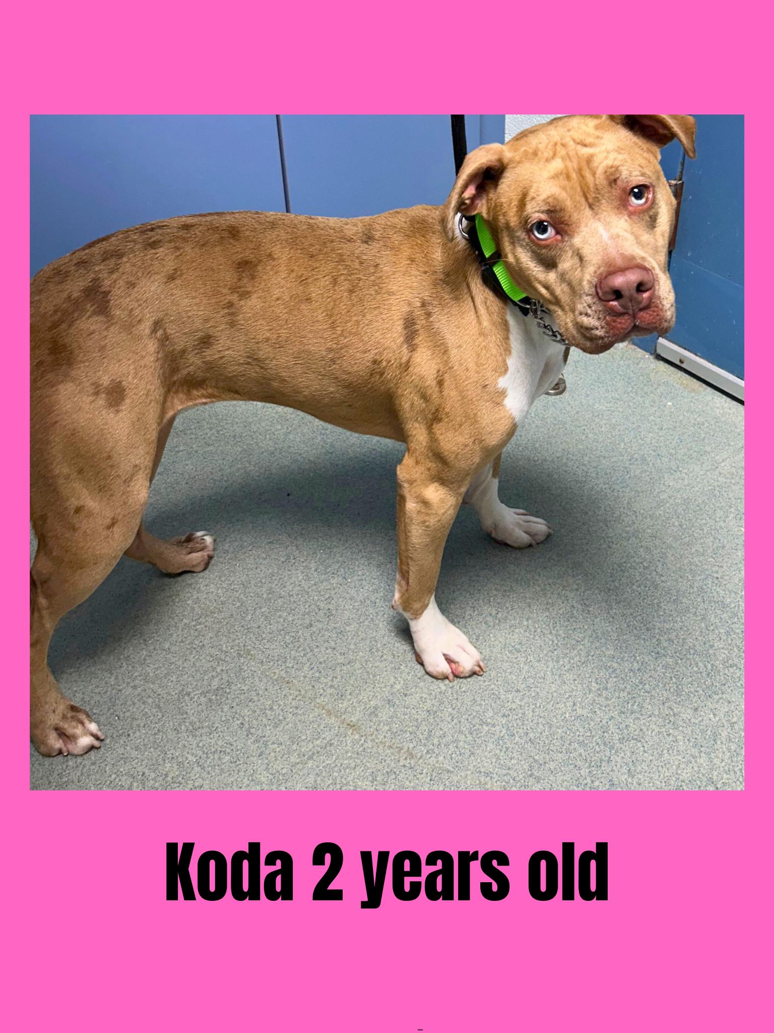 Koda, an adoptable Mixed Breed in Ravenna, OH, 44266 | Photo Image 1
