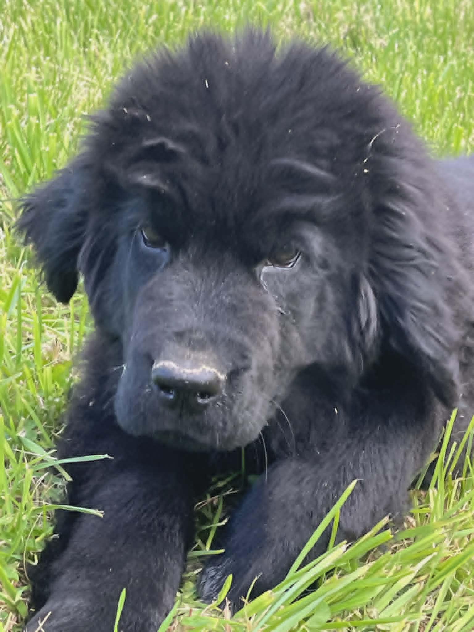 Enlarge Axel, a Adopted Newfoundland Dog in Havertown, PA image 1/3