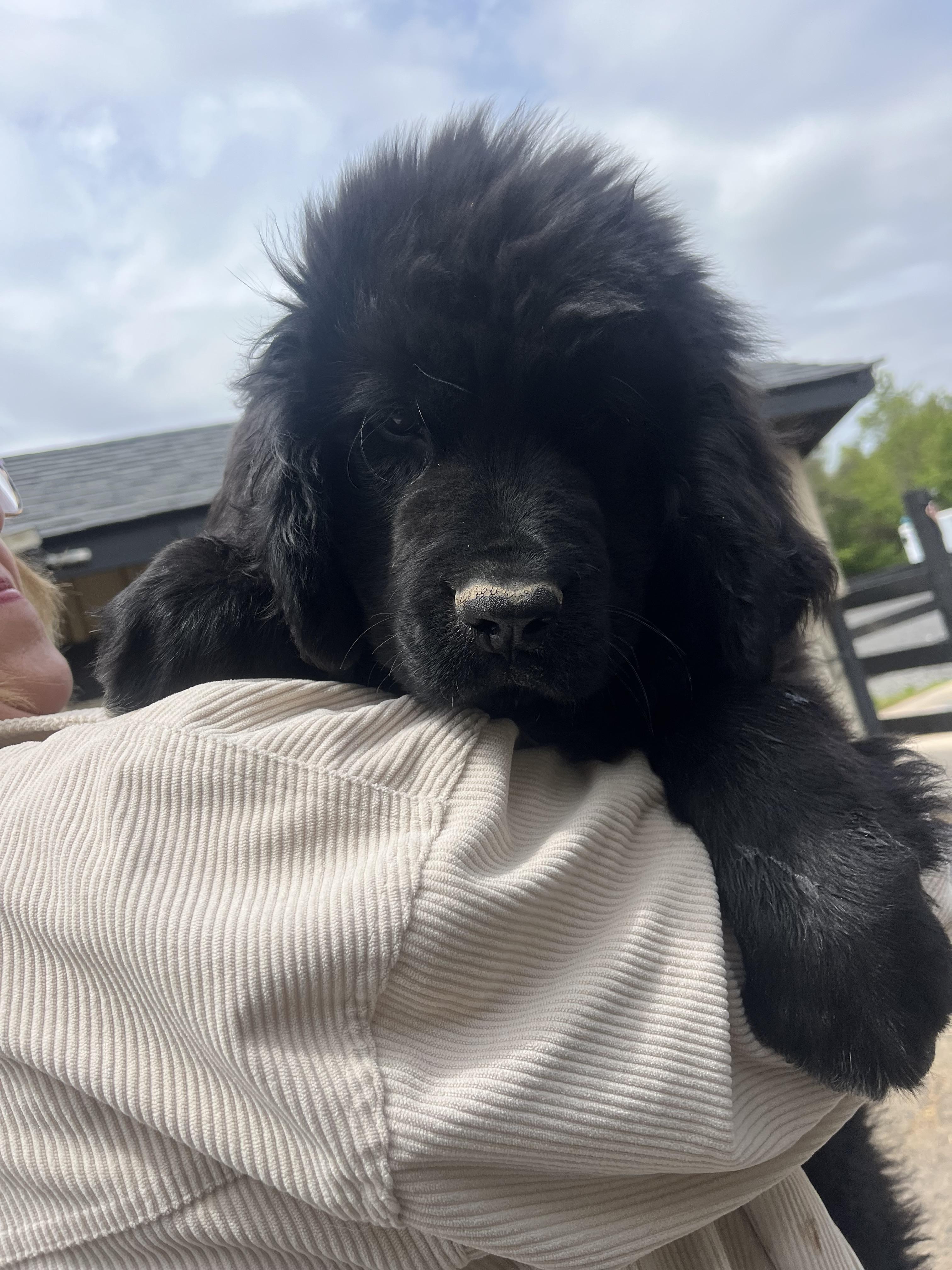 Enlarge Axel, a Adopted Newfoundland Dog in Havertown, PA image 2/3