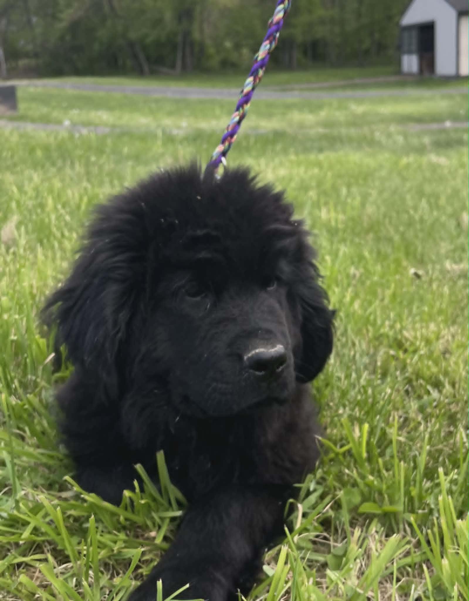 Enlarge Axel, a Adopted Newfoundland Dog in Havertown, PA image 3/3