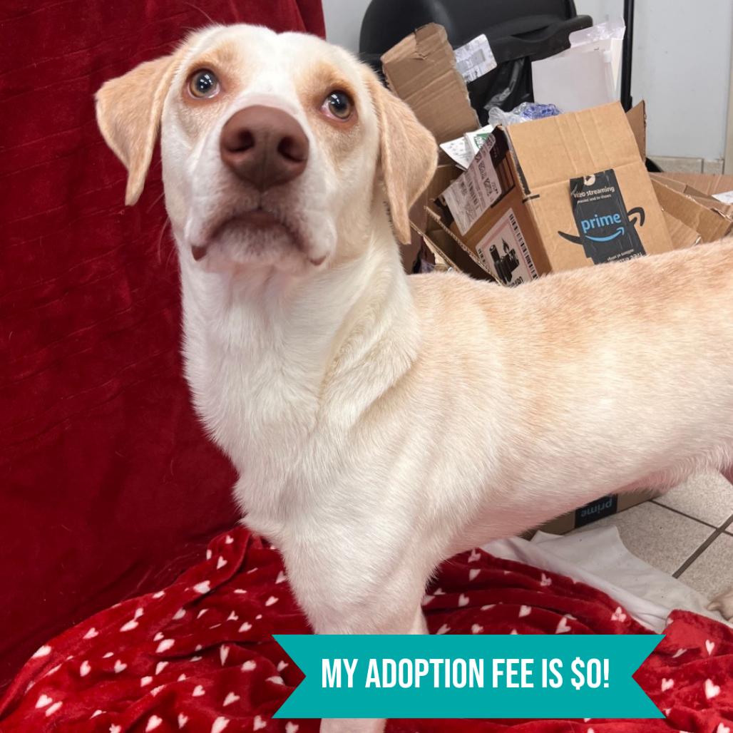 Tid-bit, Adoptable, Adult Male Mixed Breed.