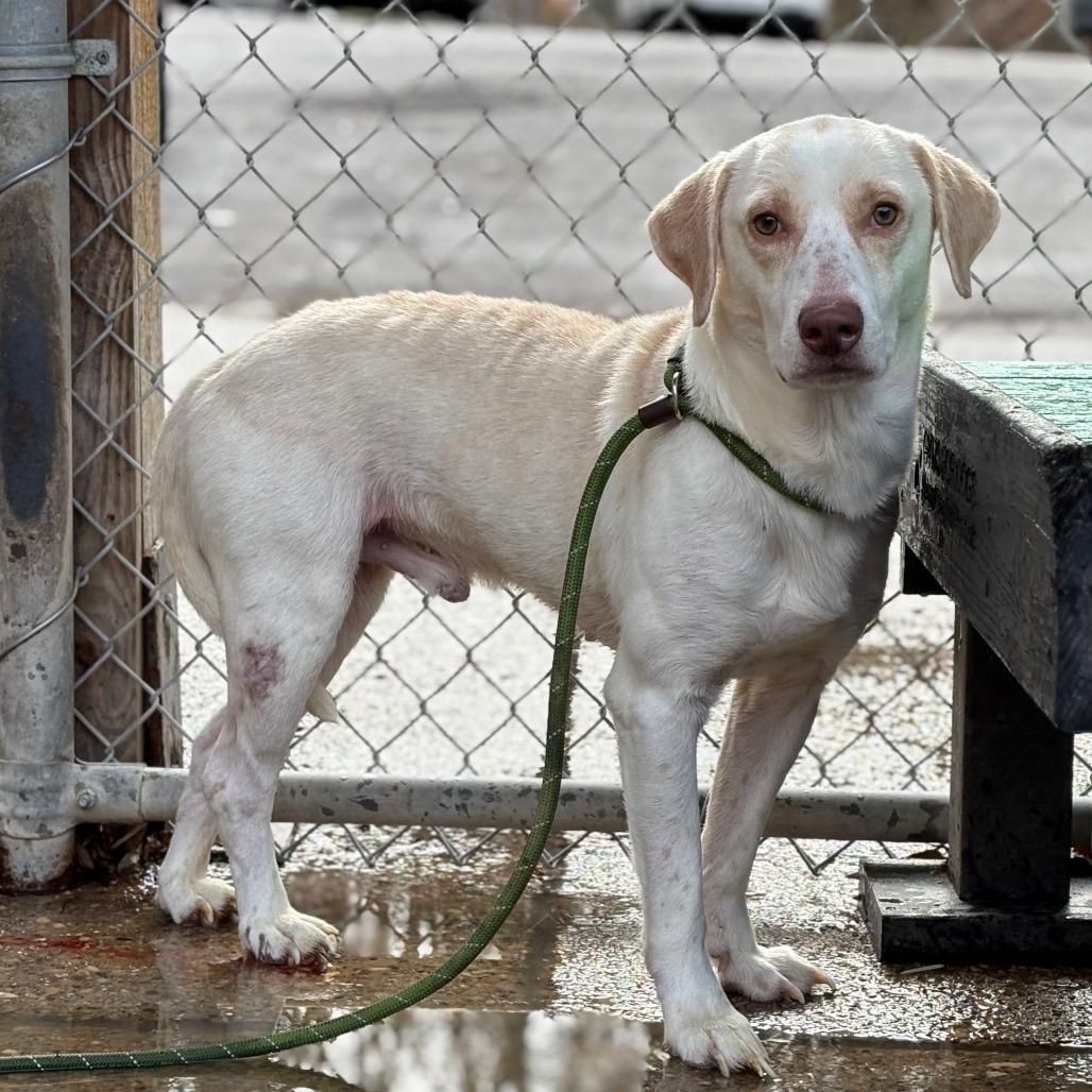 Enlarge Tid-bit, a Adoptable Mixed Breed in Charleston, WV image 2/4