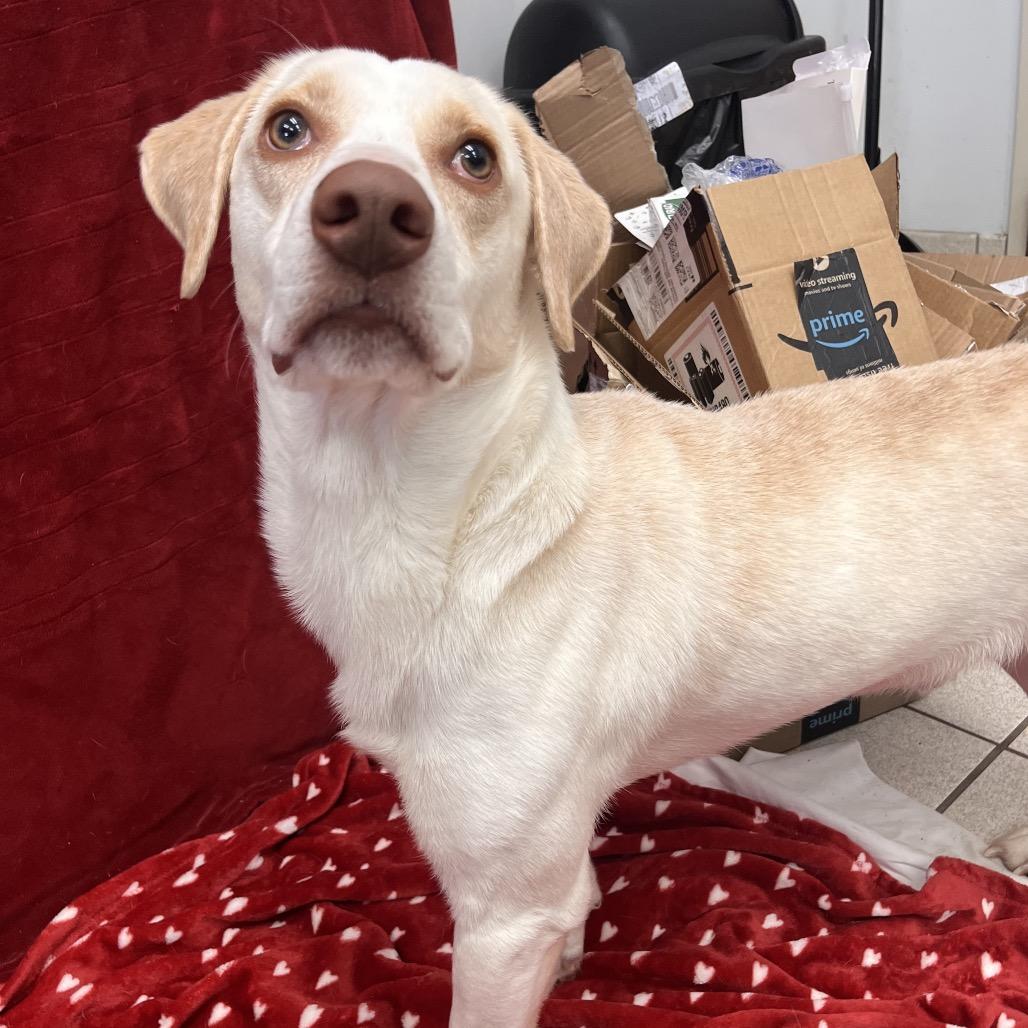 Enlarge Tid-bit, a Adoptable Mixed Breed in Charleston, WV image 3/4