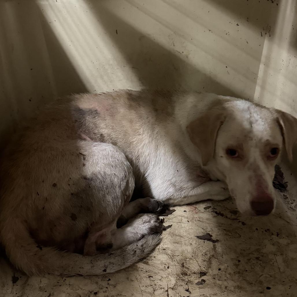 Enlarge Tid-bit, a Adoptable Mixed Breed in Charleston, WV image 4/4