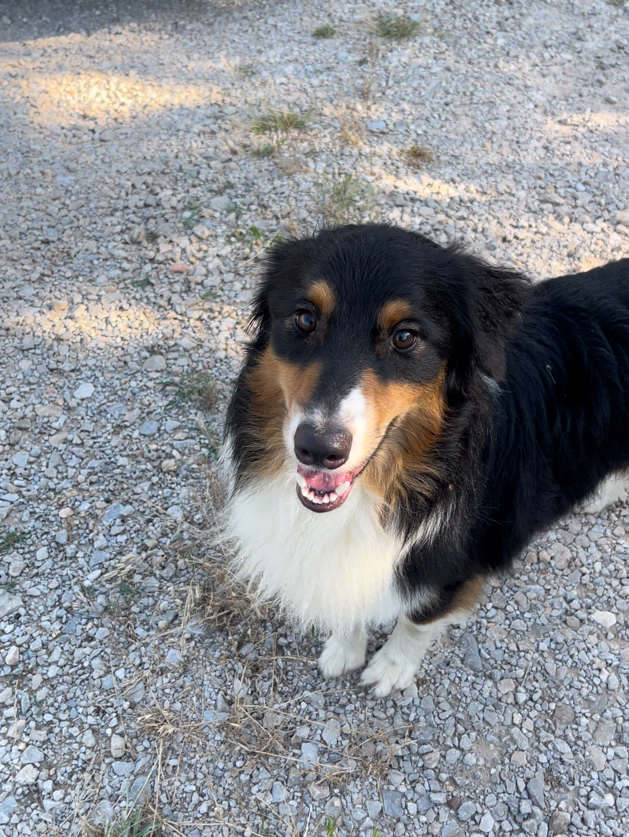 Starsky, Adopted, Young Male Australian Cattle Dog / Blue Heeler.