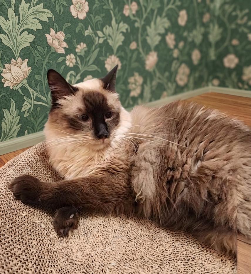 Lu Fang (Himalayan Mix), a Adoptable mixed breed in Allen, TX image 3/6