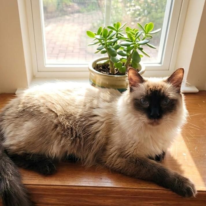 Lu Fang (Himalayan Mix), a Adoptable mixed breed in Allen, TX image 6/6