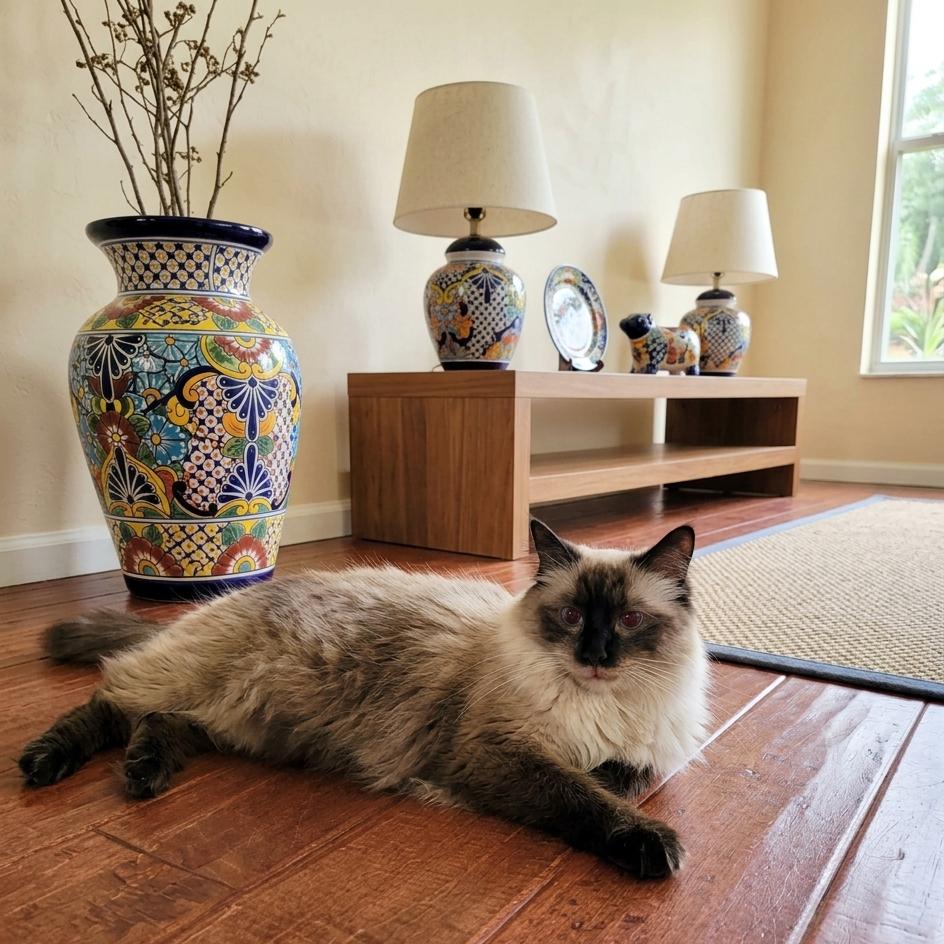 Lu Fang (Himalayan Mix), Adoptable, Adult Male Himalayan & Siamese.