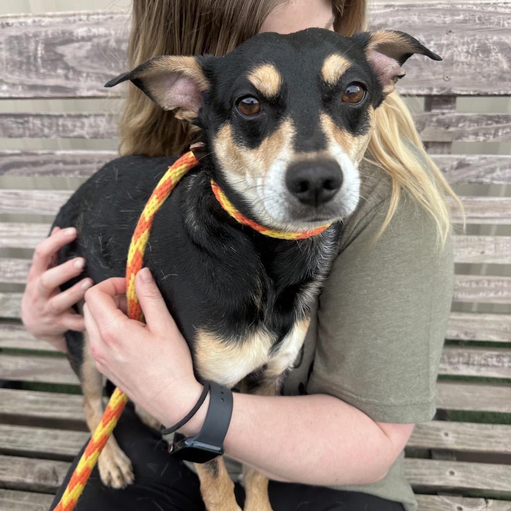 Buddy, Adoptable, Adult Male Miniature Pinscher & Dachshund.