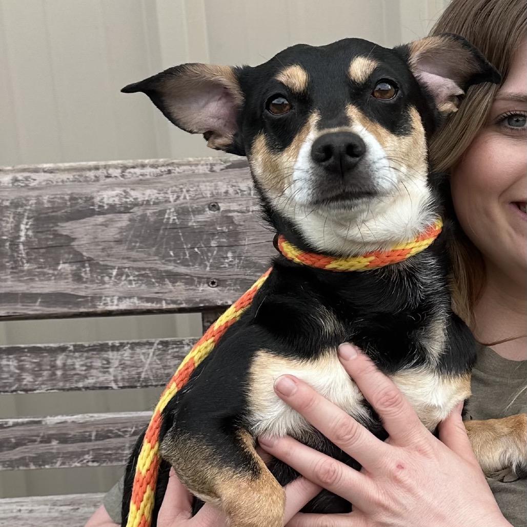 Enlarge Buddy, a Adoptable mixed breed in Canton, IL image 2/6