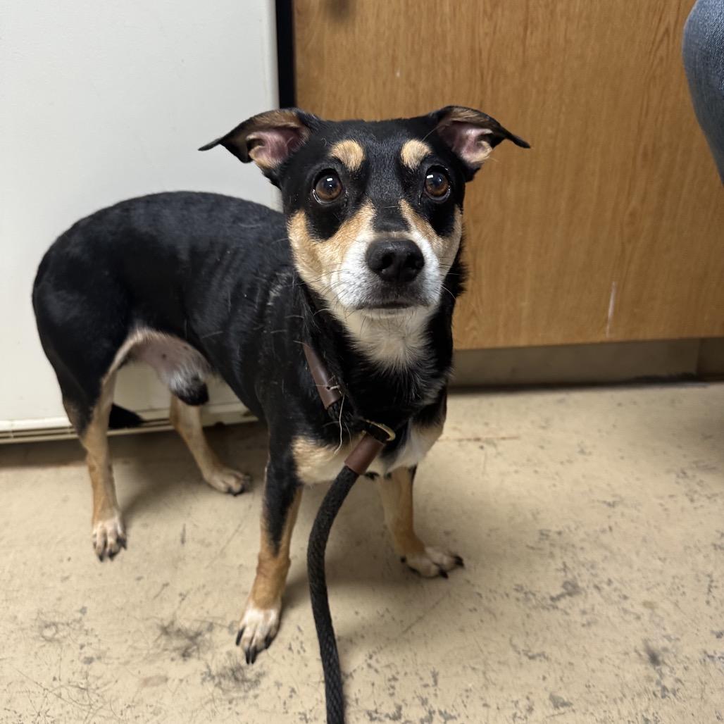 Enlarge Buddy, a Adoptable mixed breed in Canton, IL image 3/6