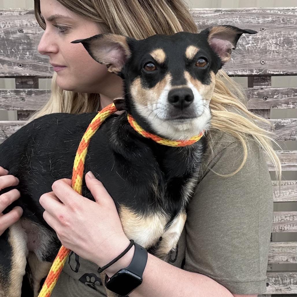 Enlarge Buddy, a Adoptable mixed breed in Canton, IL image 4/6