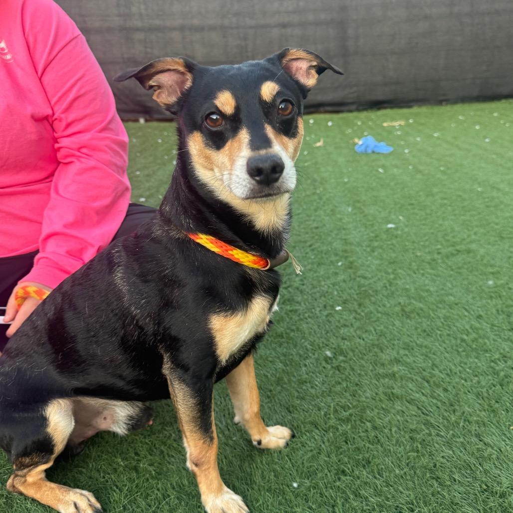 Enlarge Buddy, a Adoptable mixed breed in Canton, IL image 5/6