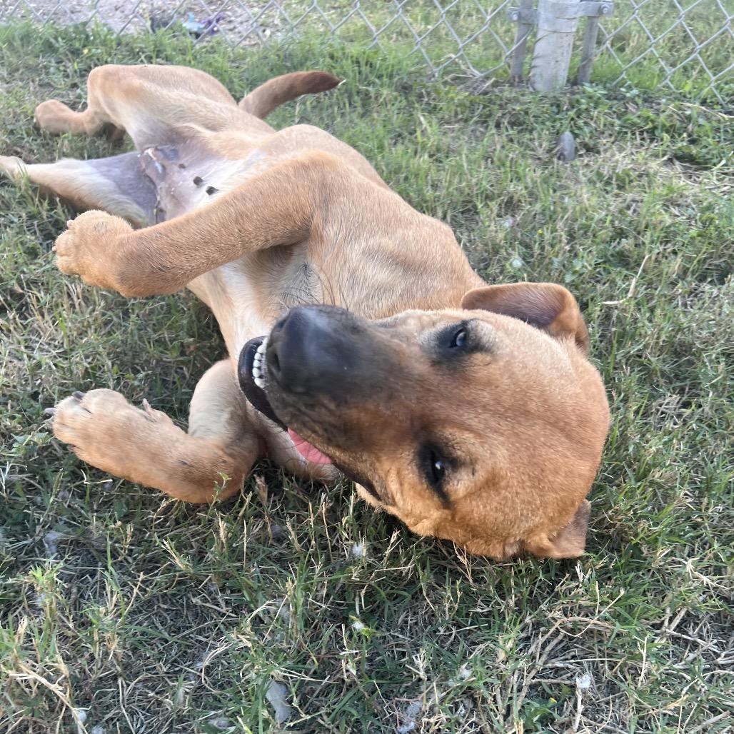 Hyena, Adoptable, Adult Female Terrier.