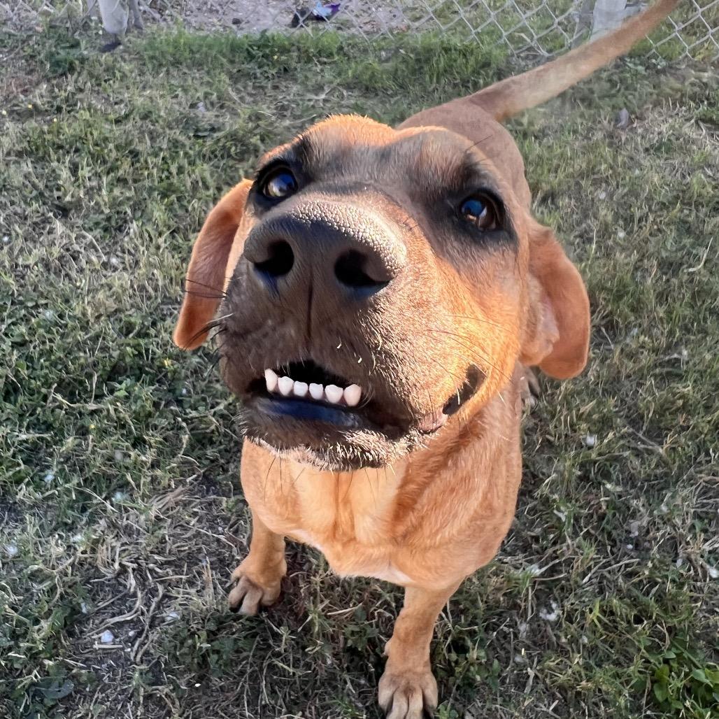 Hyena, a Adoptable mixed breed in Corpus Christi, TX image 2/6