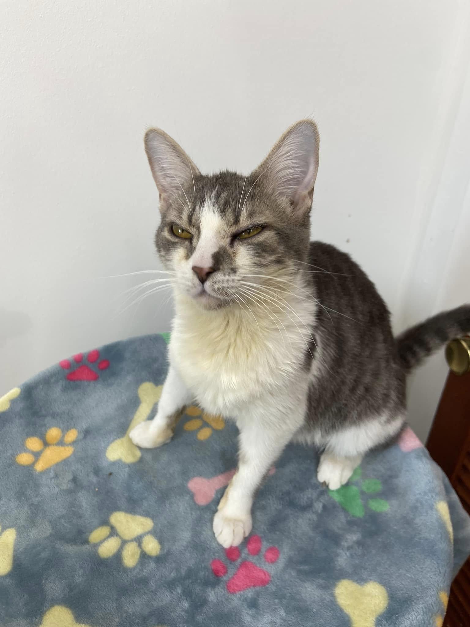 Cinda, Baby Female Tabby