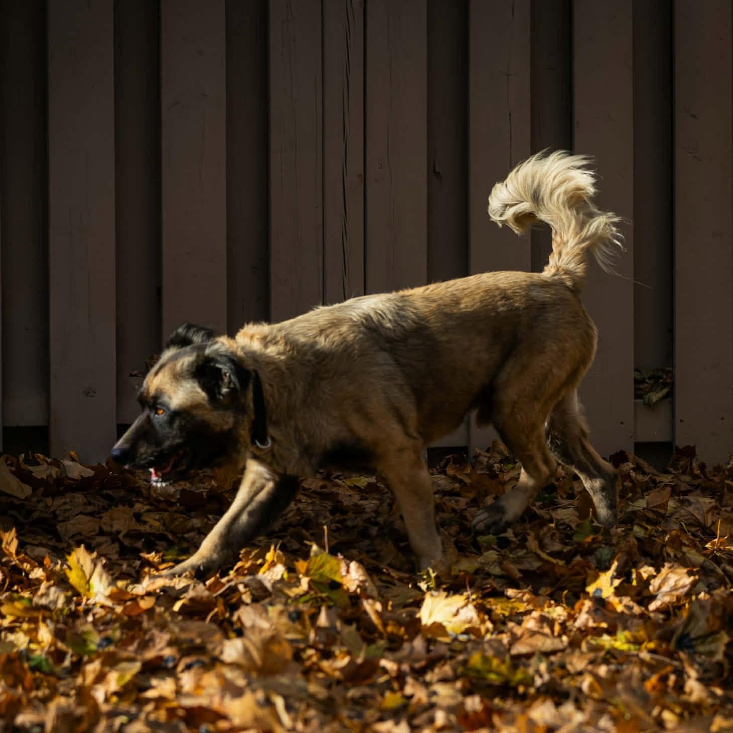 Enlarge Maxwell, a ADOPTABLE Mixed Breed in Thornhill, ON image 2/6