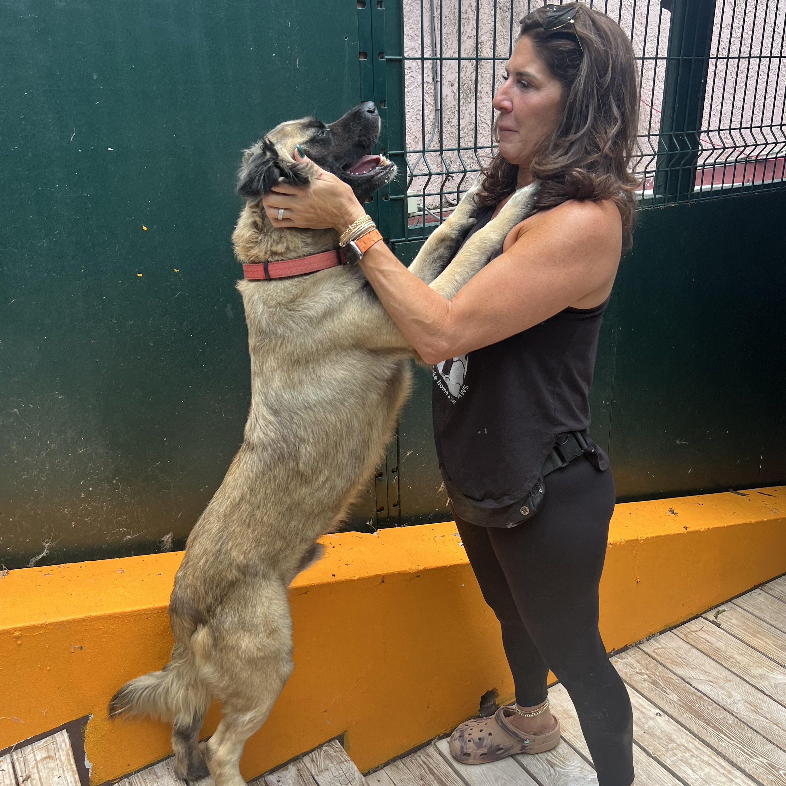 Enlarge Maxwell, a ADOPTABLE Mixed Breed in Thornhill, ON image 3/6