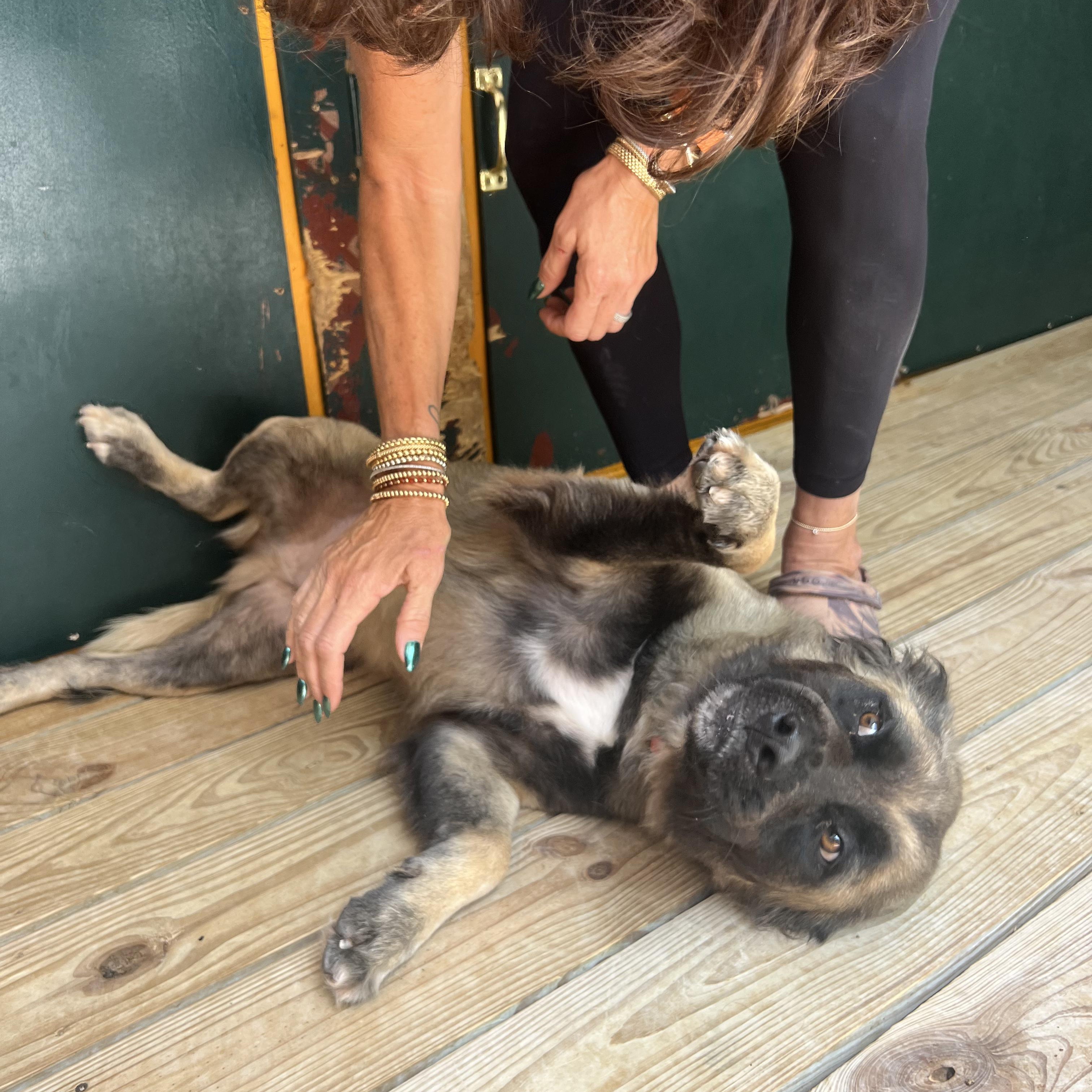 Enlarge Maxwell, a ADOPTABLE Mixed Breed in Thornhill, ON image 5/6