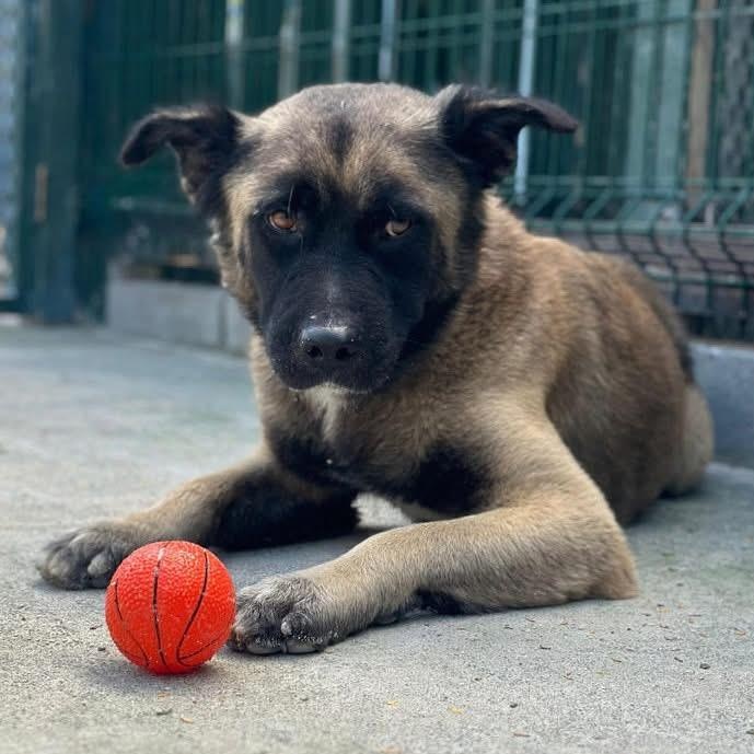 Maxwell, ADOPTABLE, Adult Male Mixed Breed.